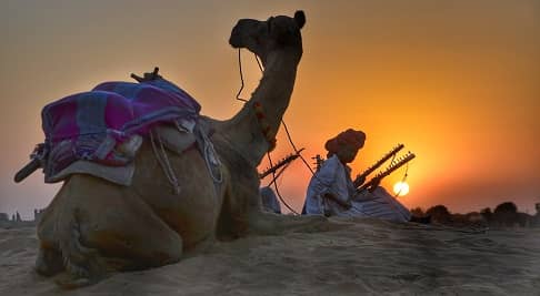 camel safari view